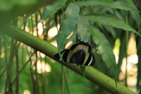 /album/kuranda/img-2755-800x533-jpg/